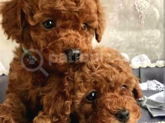Ev Doğumlu Red Poodle Bebekler
