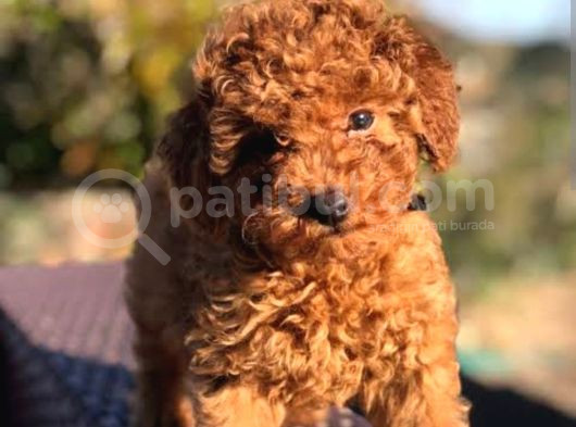 Ev Doğumlu Red Poodle Bebekler görsel