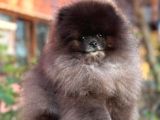 Si̇yah Orji̇nal Boo Pomerani̇an Garanti̇li̇ Yavrumuz