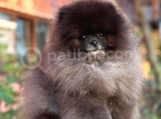 Si̇yah Orji̇nal Boo Pomerani̇an Garanti̇li̇ Yavrumuz