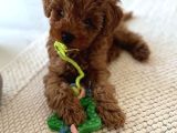 Sağlık Ve Irk Garantili Toy Poodle Yavruları