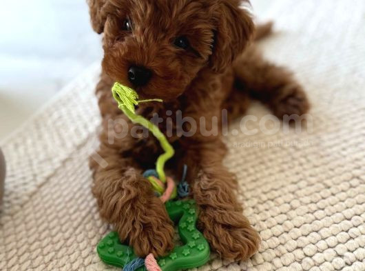 Sağlık Ve Irk Garantili Toy Poodle Yavruları görsel