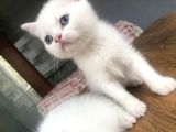 Aile Sıcaklığnda Büyüyen  Scottish Fold British Yavruları