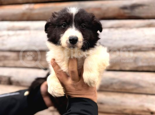 Dunyani̇n En Zeki̇ Irki Border Collie görsel
