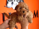 En Akıllı Apartman Köpeği A Scrli̇ Toy Poodle