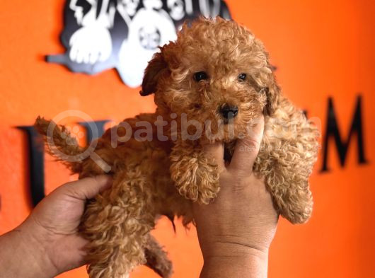 En Akıllı Apartman Köpeği A Scrli̇ Toy Poodle görsel