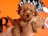 En akıllı apartman köpeği a SCRLİ toy poodle