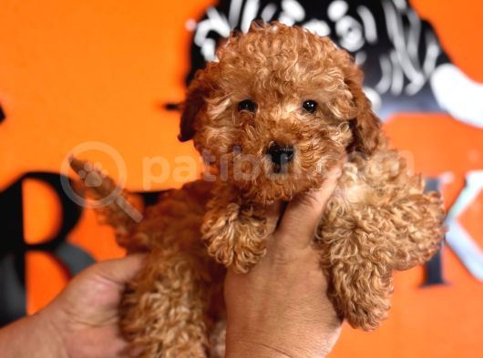 En Akıllı Apartman Köpeği A Scrli̇ Toy Poodle