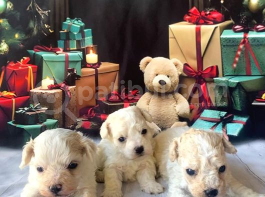 Original Kore  Maltipoo Yavruları görsel
