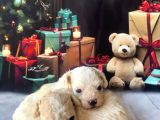 Original Kore  Maltipoo Yavruları