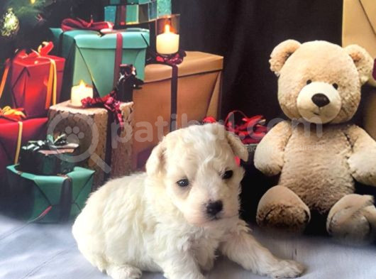 Original Kore  Maltipoo Yavruları görsel