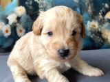 2 Aylık Maltipoo Yavruları