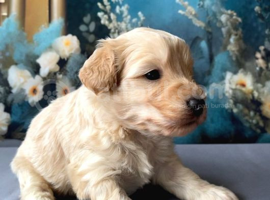2 Aylık Maltipoo Yavruları görsel
