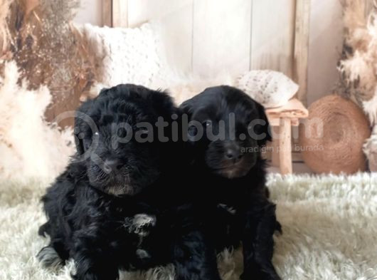 2 Aylık Maltipoo Yavruları görsel