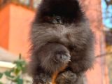 Özel Renk Teddy Bear Face Pomerani̇an Boo