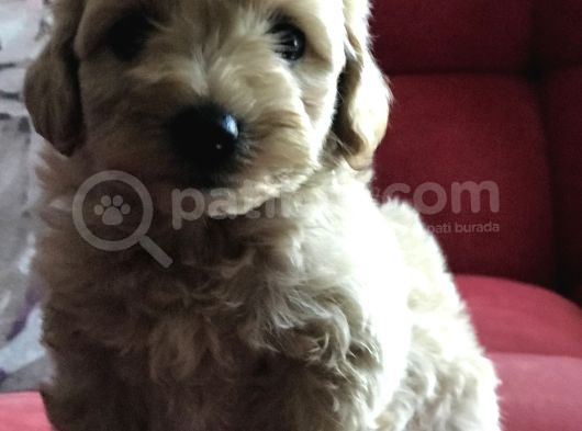 Çok Özel Malti̇poo Yavrularimiz