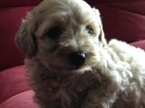 Çok Özel Malti̇poo Yavrularimiz