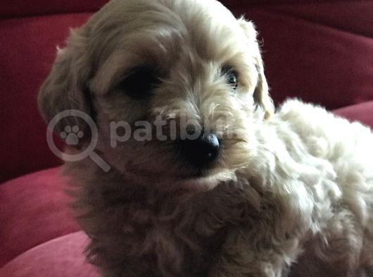 Çok Özel Malti̇poo Yavrularimiz görsel