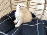 Üst Kali̇te Anatomi̇ Hari̇kasi Scotti̇sh Bebekler