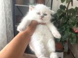 Üst Kali̇te Anatomi̇ Hari̇kasi Scotti̇sh Bebekler