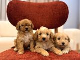 Maltipoo Bebeklerim