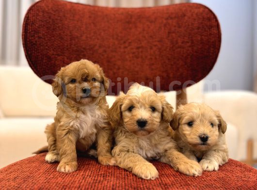Maltipoo Bebeklerim görsel