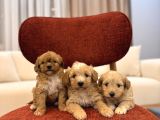 Maltipoo bebeklerim