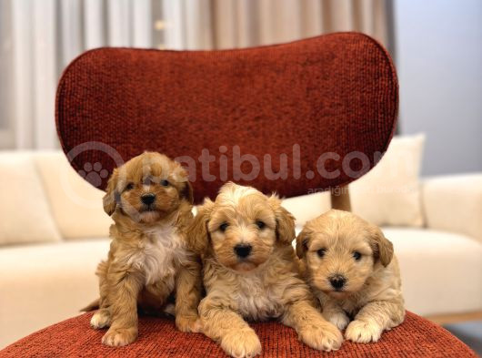 Maltipoo Bebeklerim
