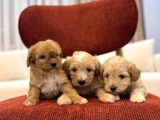 Maltipoo Bebeklerim
