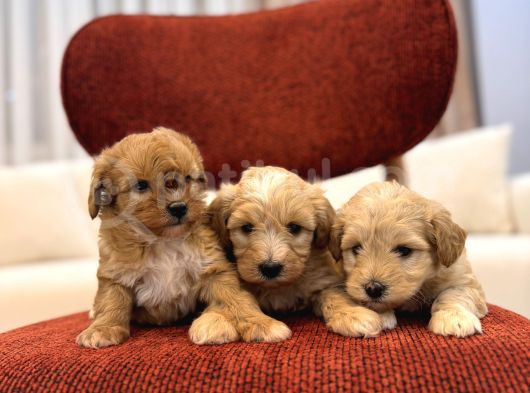 Maltipoo Bebeklerim görsel