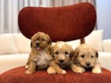 Maltipoo Bebeklerim