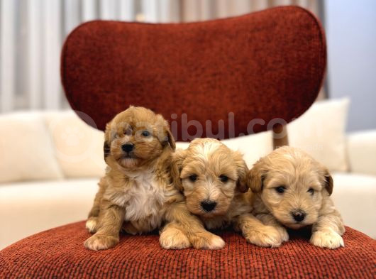 Maltipoo Bebeklerim görsel