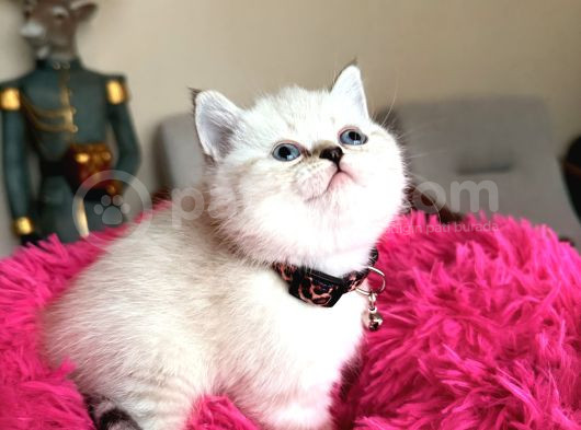 Top Kafa Ayıcık Surat British Shorthair Yavrular görsel