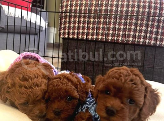 Orji̇nal Irk Toy Poodle Yavrular görsel