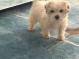 2 Aylık Çok Sakin Ve Sevecen Maltipoo Yavrumuz
