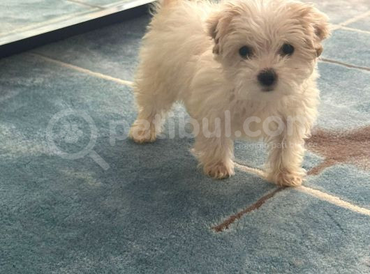 2 Aylık Çok Sakin Ve Sevecen Maltipoo Yavrumuz görsel