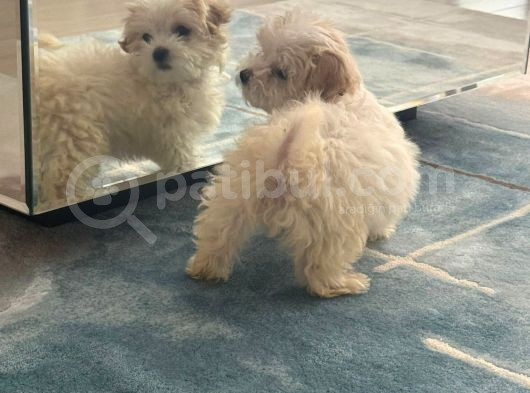 2 Aylık Çok Sakin Ve Sevecen Maltipoo Yavrumuz