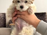 2 Aylık Çok Sakin Ve Sevecen Maltipoo Yavrumuz