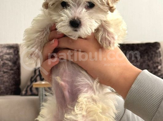 2 Aylık Çok Sakin Ve Sevecen Maltipoo Yavrumuz görsel