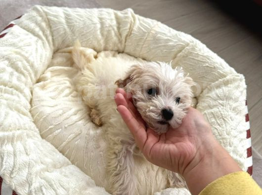 2 Aylık Çok Sakin Ve Sevecen Maltipoo Yavrumuz görsel