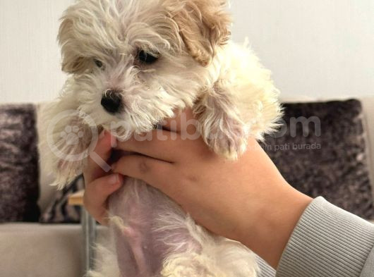 2 Aylık Çok Sakin Ve Sevecen Maltipoo Yavrumuz görsel