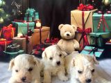 Original Kore Beyaz Maltipoo Yavruları