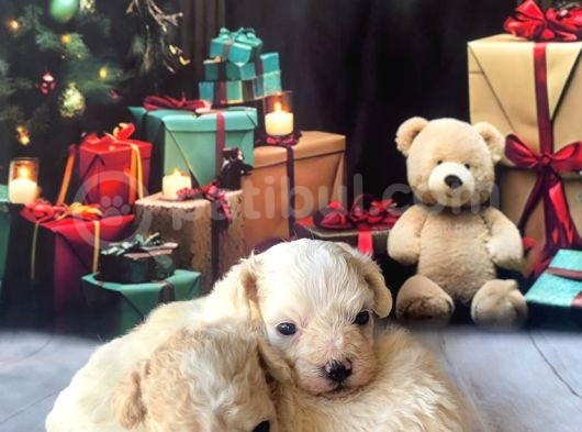 Original Kore Beyaz Maltipoo Yavruları görsel