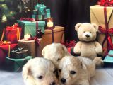 Original Kore Beyaz Maltipoo Yavruları
