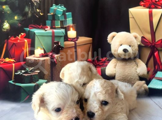 Original Kore Beyaz Maltipoo Yavruları görsel