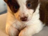 Her Renk Border Collie Yavru