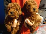 Red Brown Kizil Orji̇nal Toy Poodle Bebekler