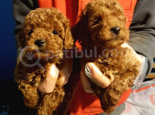 Red Brown Kizil Orji̇nal Toy Poodle Bebekler görsel