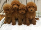 Red Brown Kizil Orji̇nal Toy Poodle Bebekler
