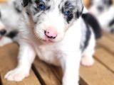 Her Renk Border Collie Yavru